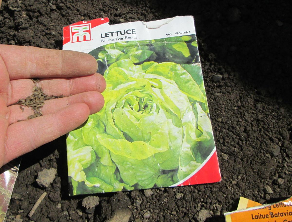 How Deep to Plant Lettuce Seeds: A Complete Growing Guide