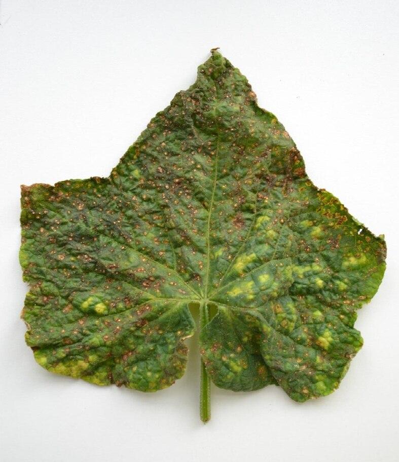 Cucumber Early Blight: Prevention & Treatment Guide
