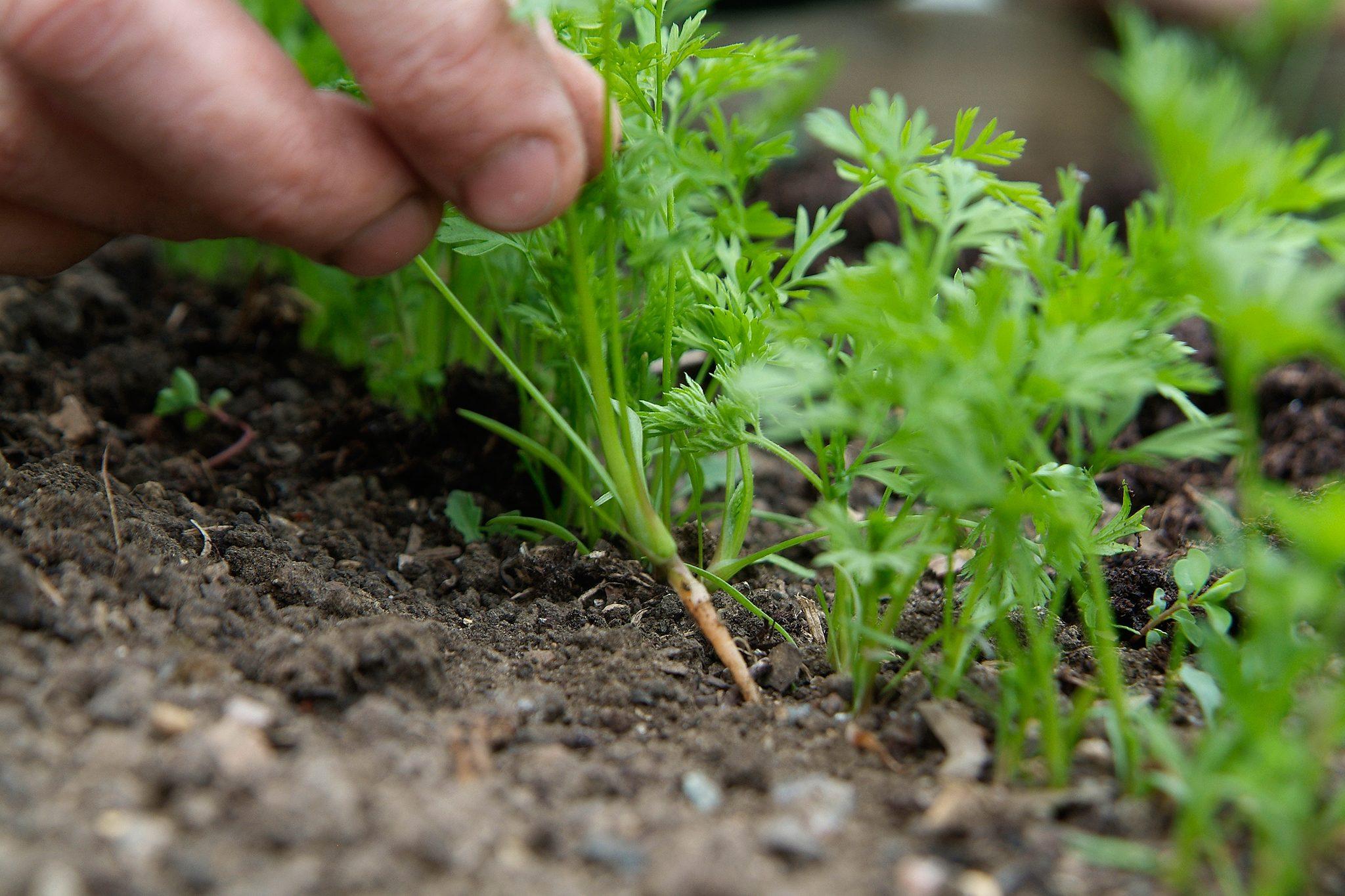 The Complete Guide to Thinning Carrots for Maximum Yield and Perfect Spacing - plant care guide and tips by Plantlyze plant experts