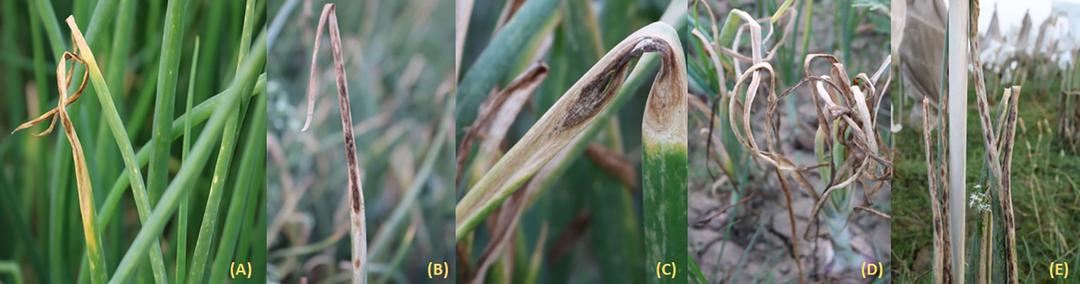 Onion Brown Leaves: Causes, Fixes and Prevention Guide