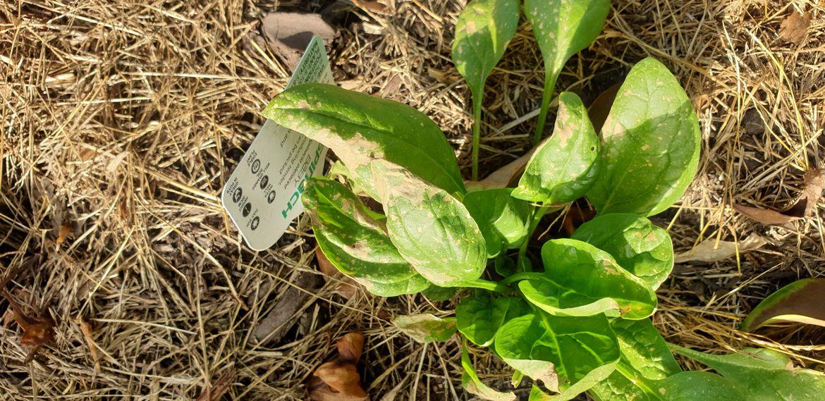 Why Spinach Leaves Turn Brown Disease Guide - plant care guide and tips by Plantlyze plant experts