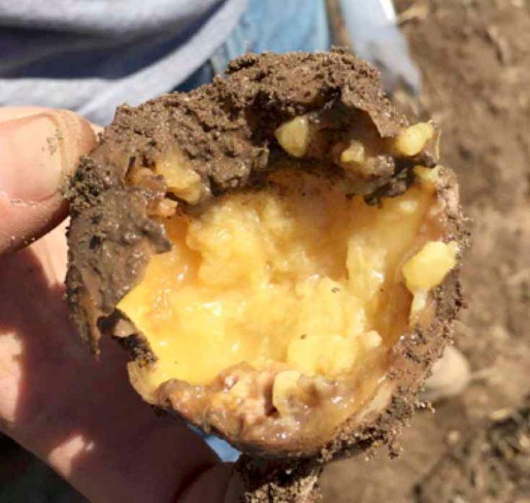 Potato Soft Rot Disease: Complete Guide
