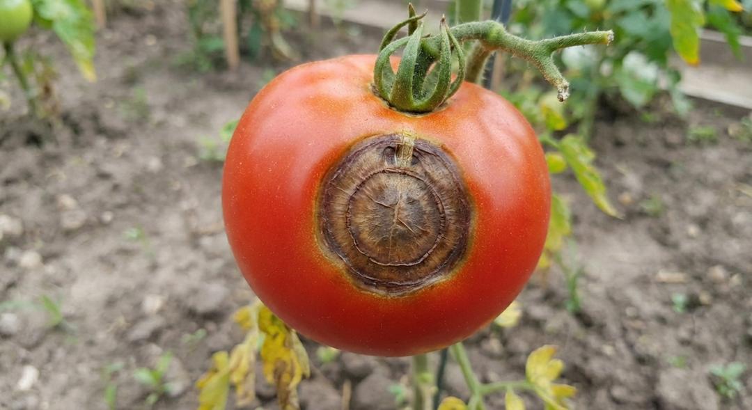Understanding Tomato Early Blight: A Complete Guide to Prevention and Treatment