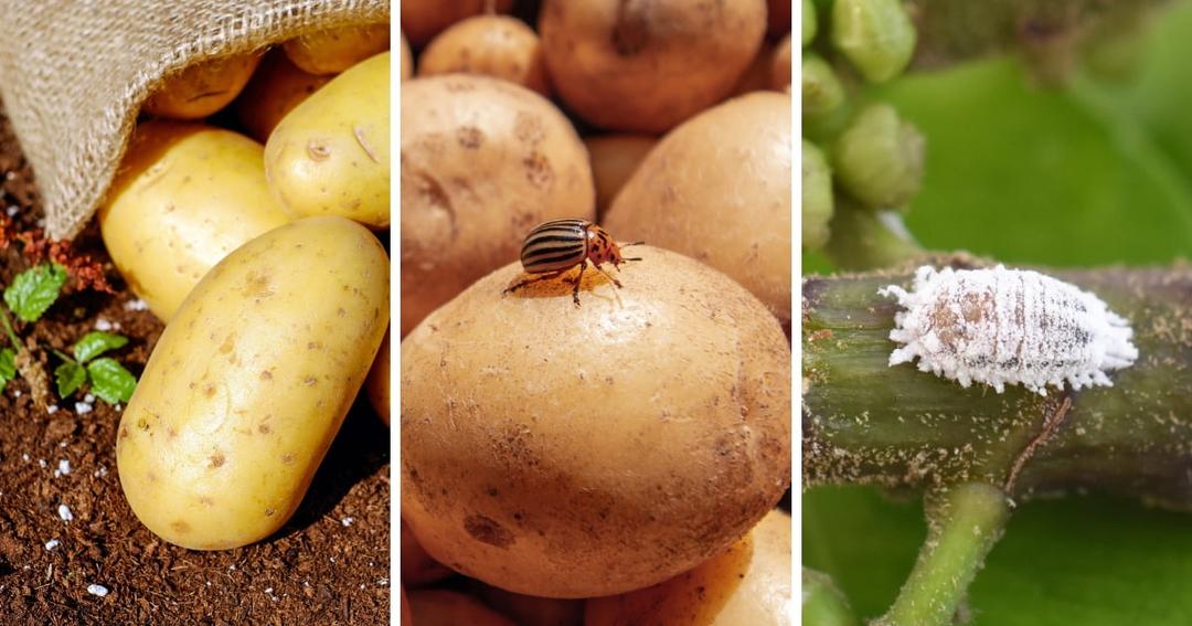 Potato Pest Control: Your Complete Guide to Managing Pests