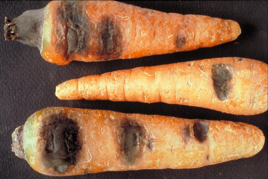 Understanding Carrot Black Rot: Complete Guide 