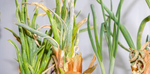 Onion Diseases Common Types Symptoms and Fixes - plant care guide and tips by Plantlyze plant experts