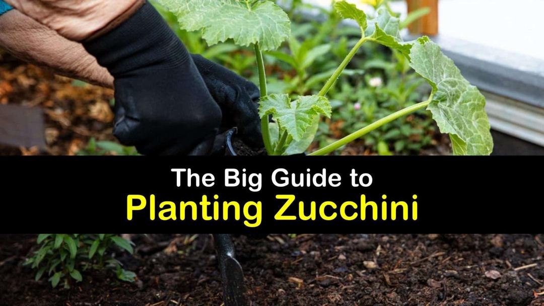 How to Grow Zucchini: Complete Plant Care Guide