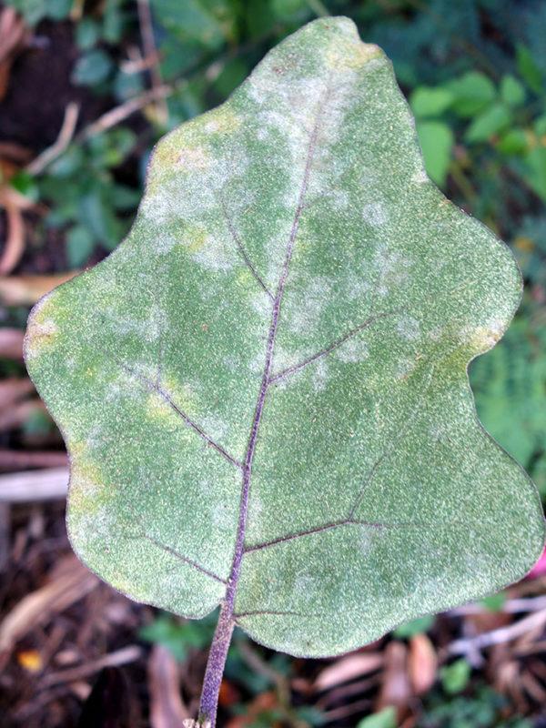 Understanding Eggplant Powdery Mildew