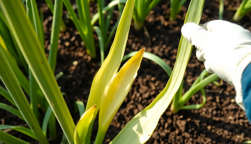 Why Are My Onion Leaves Turning Yellow - plant care guide and tips by Plantlyze plant experts