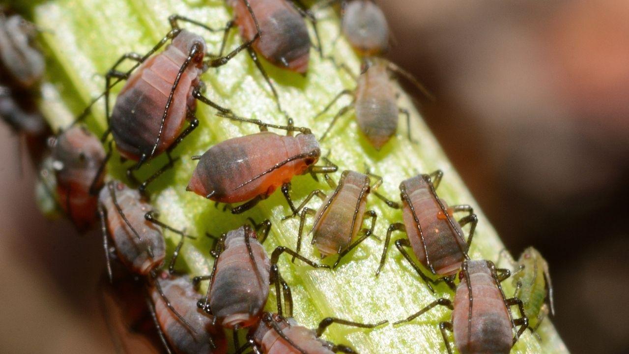 Onion Aphids: How to Identify, Prevent, and Control