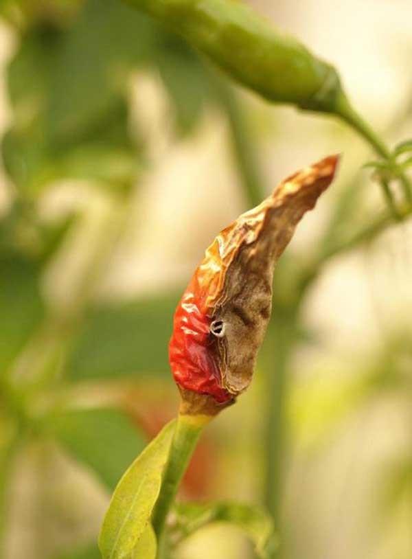 Pepper Disease Treatment Guide: Control & Prevention Tips
