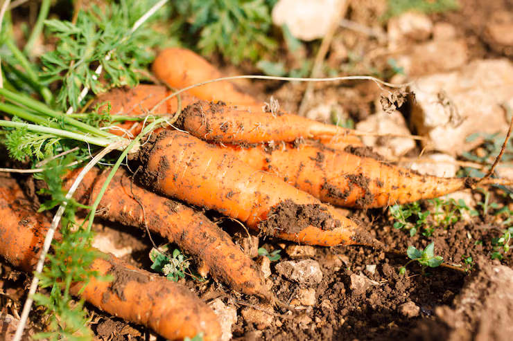 Carrot Disease Identification Guide How to Spot and Stop Common Problems - plant care guide and tips by Plantlyze plant experts
