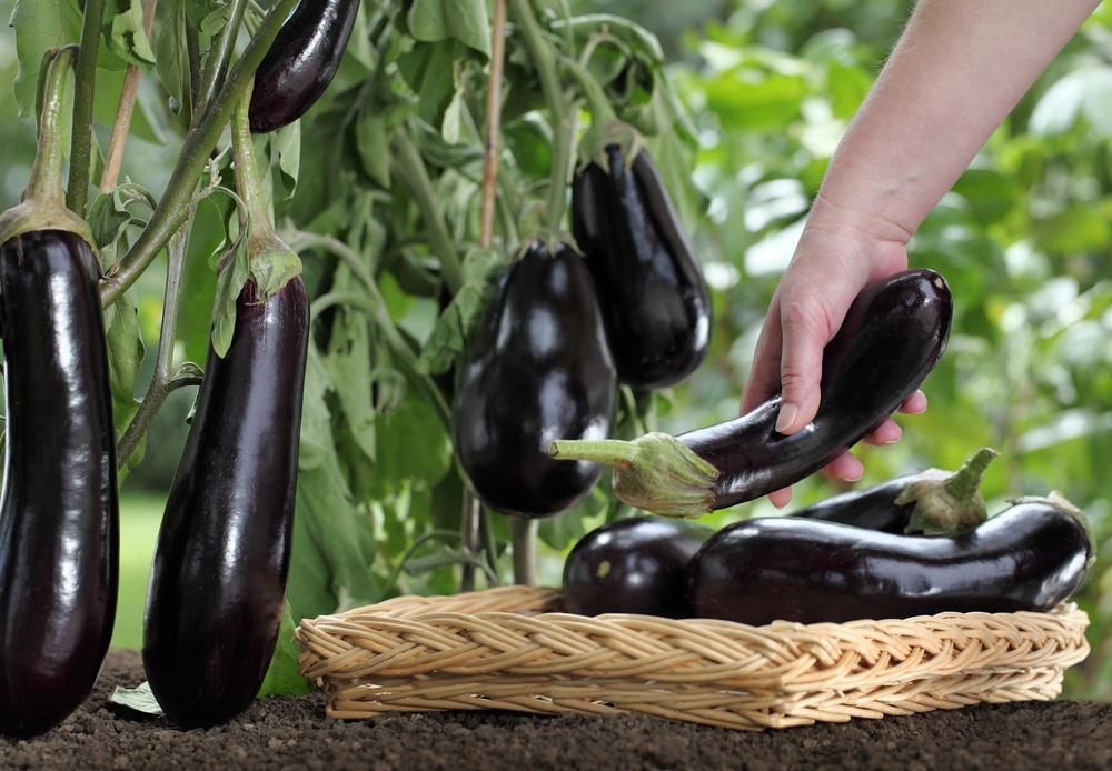How to Harvest Eggplant: The Complete Guide