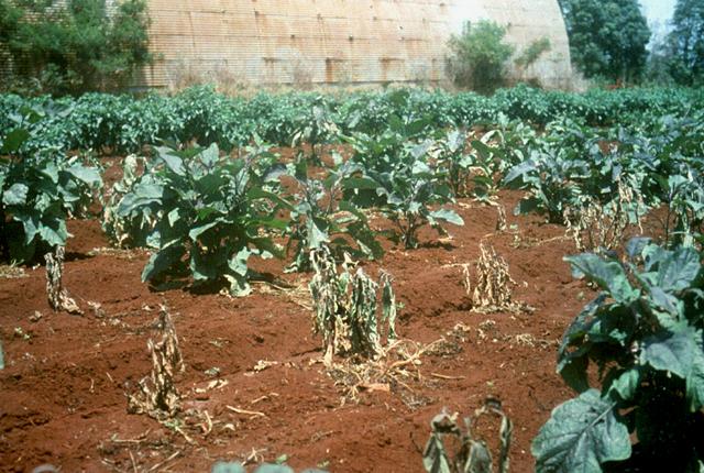 Eggplant Fusarium Wilt: Protect Your Crop