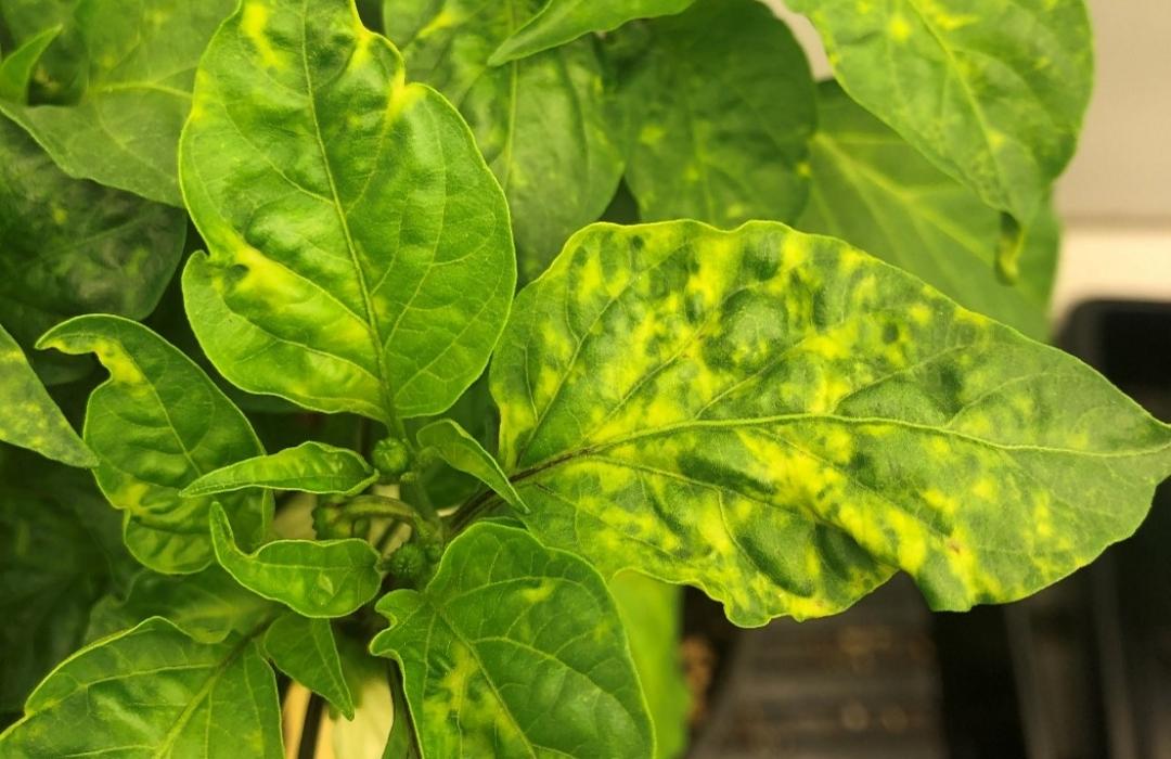 Pepper Mosaic Virus: Management Guide
