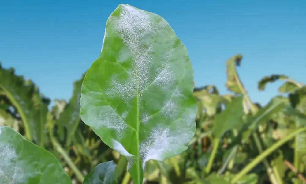 Spinach Powdery Mildew: Symptoms, Causes and Organic Control
