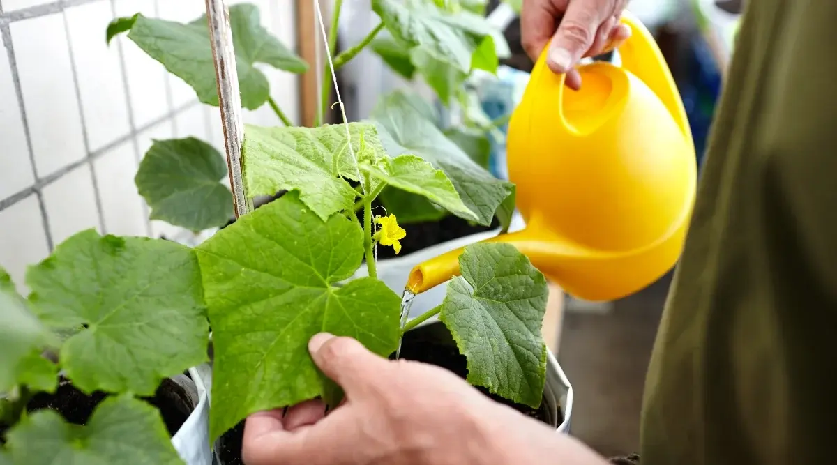 Cucumber Watering Guide: Schedule and Best Practices