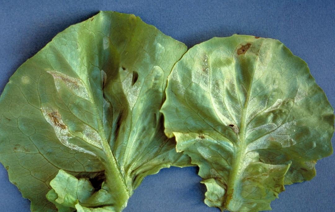 Lettuce Downy Mildew: The Complete Guide 
