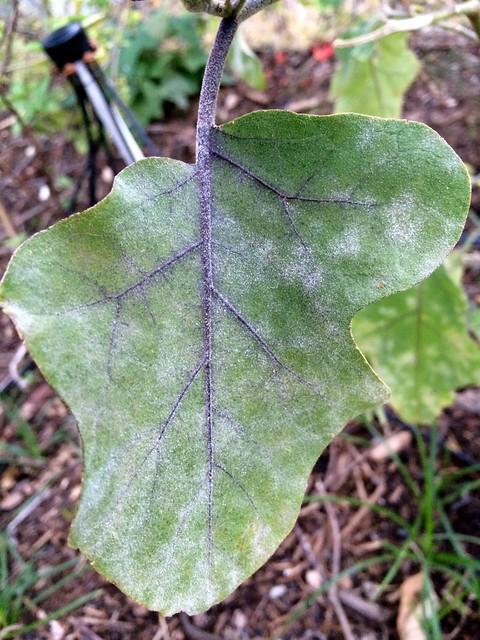 Understanding Eggplant Diseases