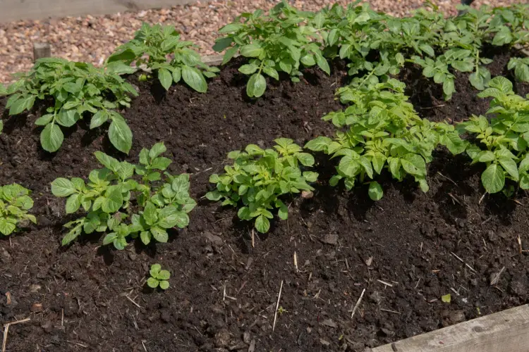 How to Hill Potatoes: Complete Guide to Bigger Harvests