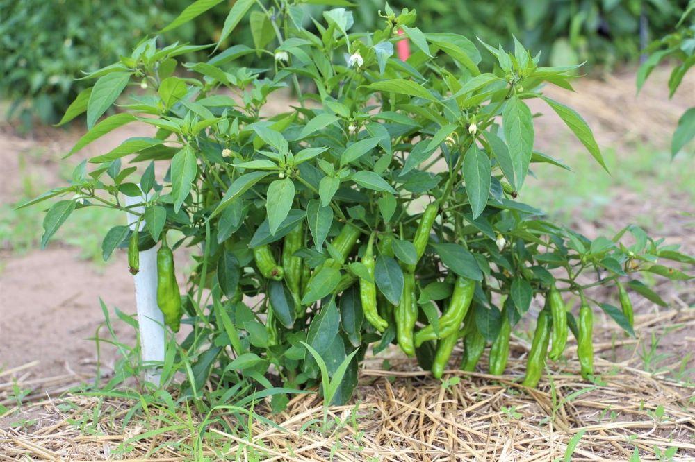 The Complete Pepper Plant Care Guide From Seed to Harvest - plant care guide and tips by Plantlyze plant experts