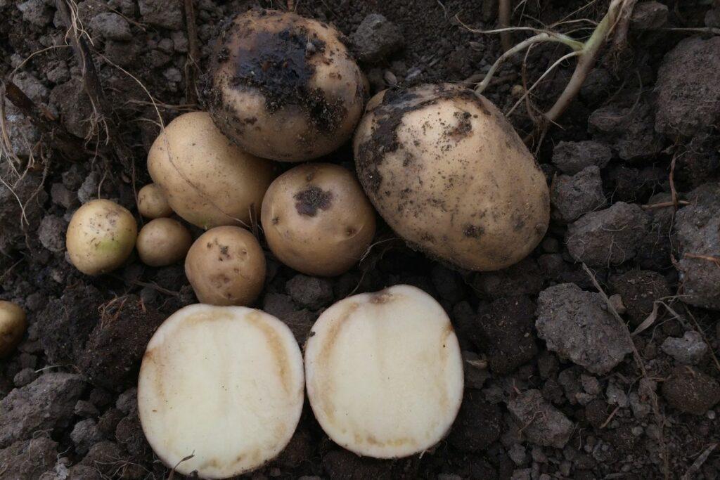 Potato Disease Identification:  Detection and Prevention