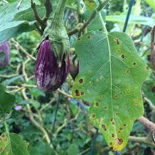 Eggplant Early Blight Disease Symptoms  Prevention Tips - plant care guide and tips by Plantlyze plant experts