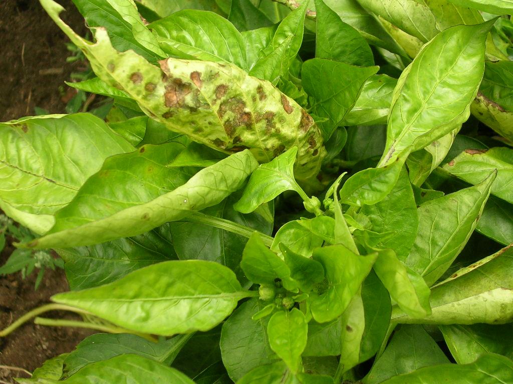 Pepper Bacterial Spot: The Complete Guide