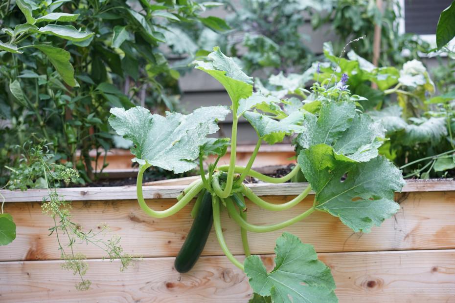 The Complete Guide to Zucchini Planting Depth