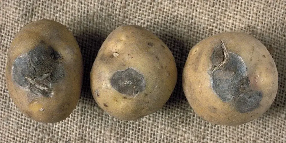 Potato Gangrene Prevention Identification and Control - plant care guide and tips by Plantlyze plant experts