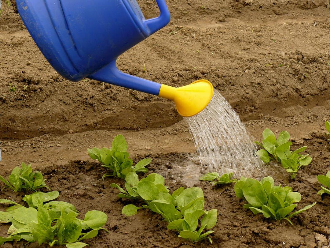 How to Spot and Fix Overwatering in Spinach