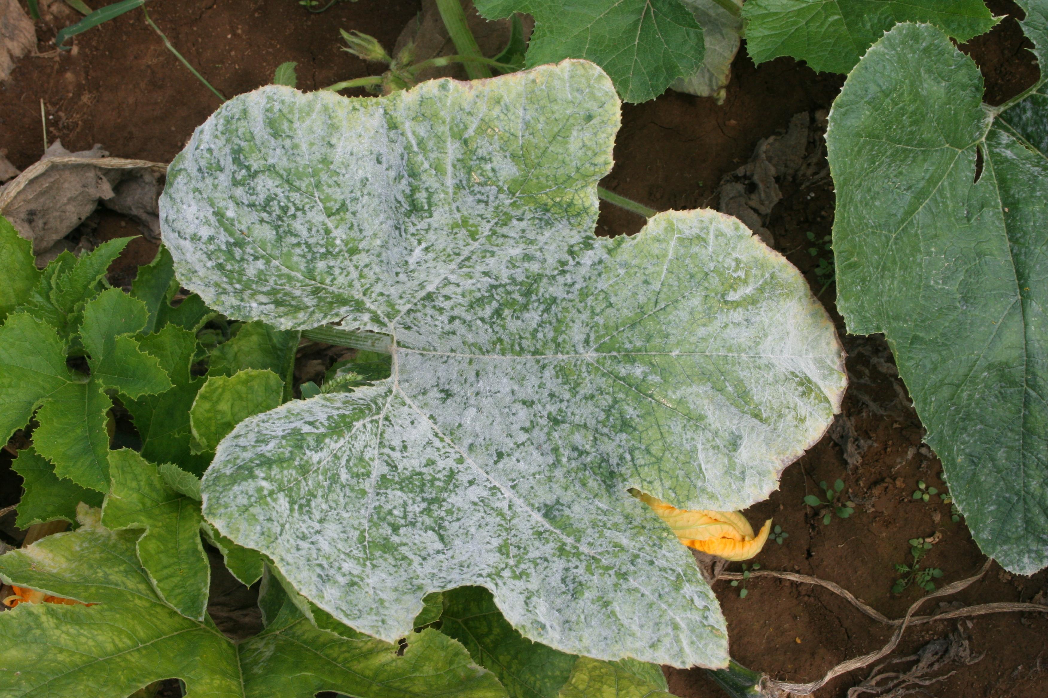 How to Control Cucumber Powdery Mildew Complete Guide - plant care guide and tips by Plantlyze plant experts