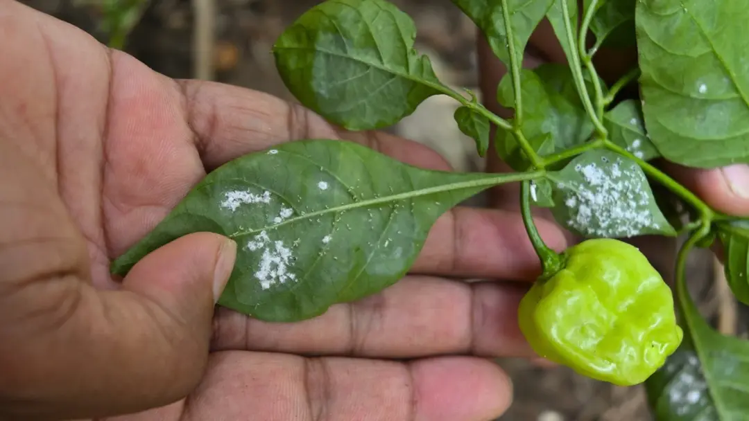 Pepper Pest Control: Identifying and Managing Garden Pests