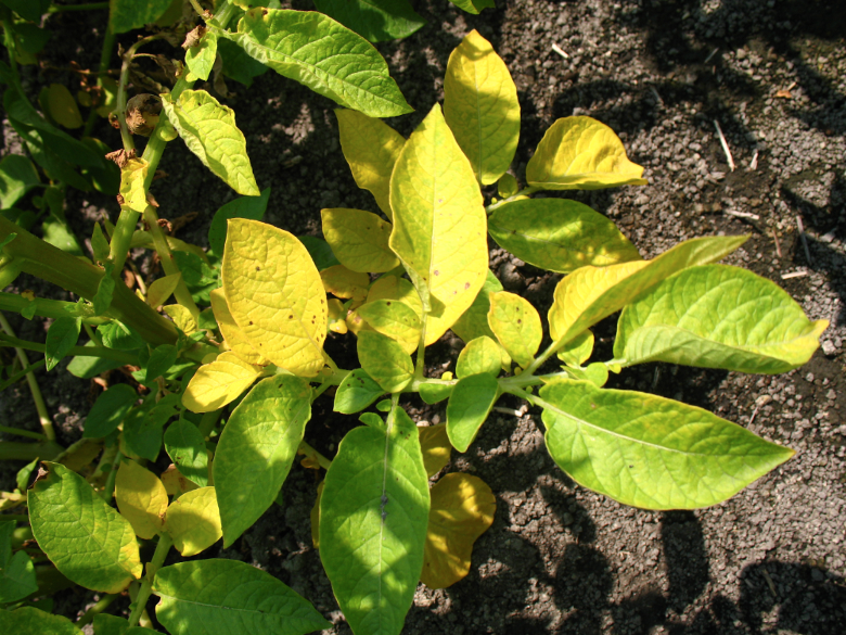 Potato Nutrient Deficiency Identify Diagnose and Fix Problems - stop growing guide and tips by Plantlyze plant experts
