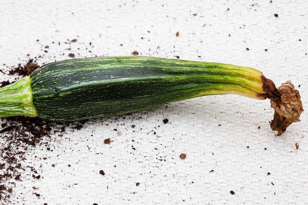 Zucchini Blossom End Rot: Prevention and Treatment Guide