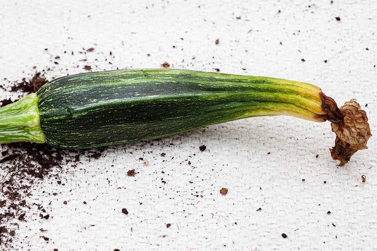 Zucchini Blossom End Rot: Prevention and Treatment Guide