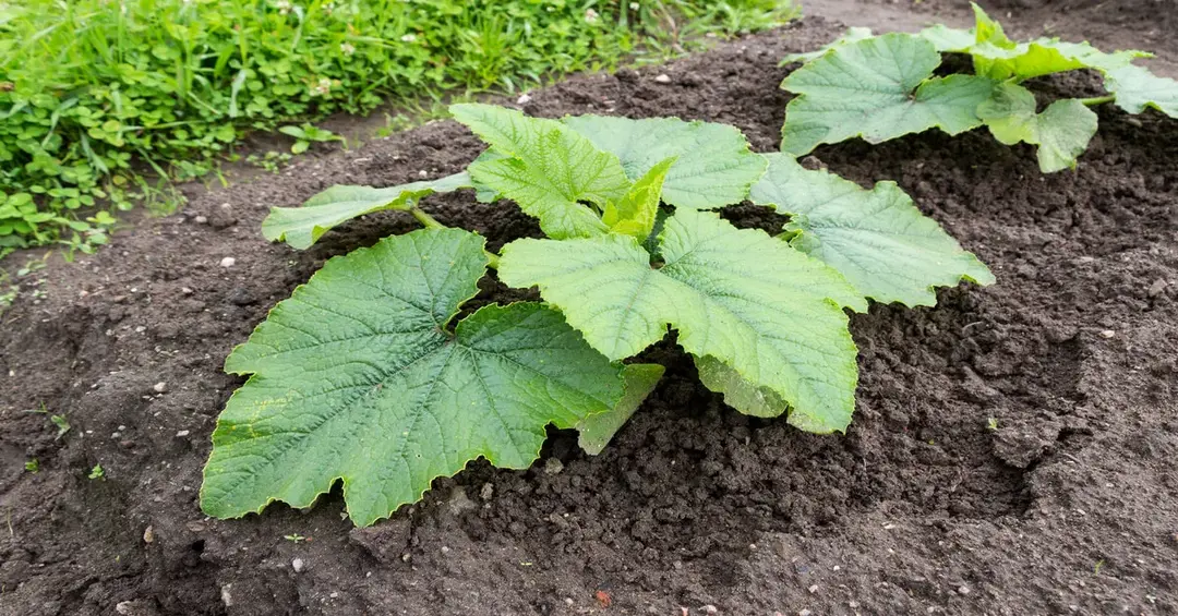 When to Plant Zucchini: Complete Zone-by-Zone Timing Guide