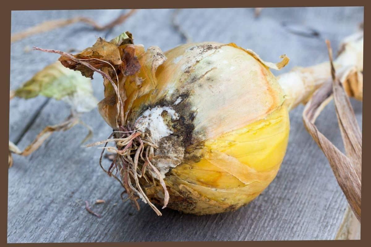 Onion Bulb Rot Causes Symptoms and How to Save Your Crop - plant care guide and tips by Plantlyze plant experts