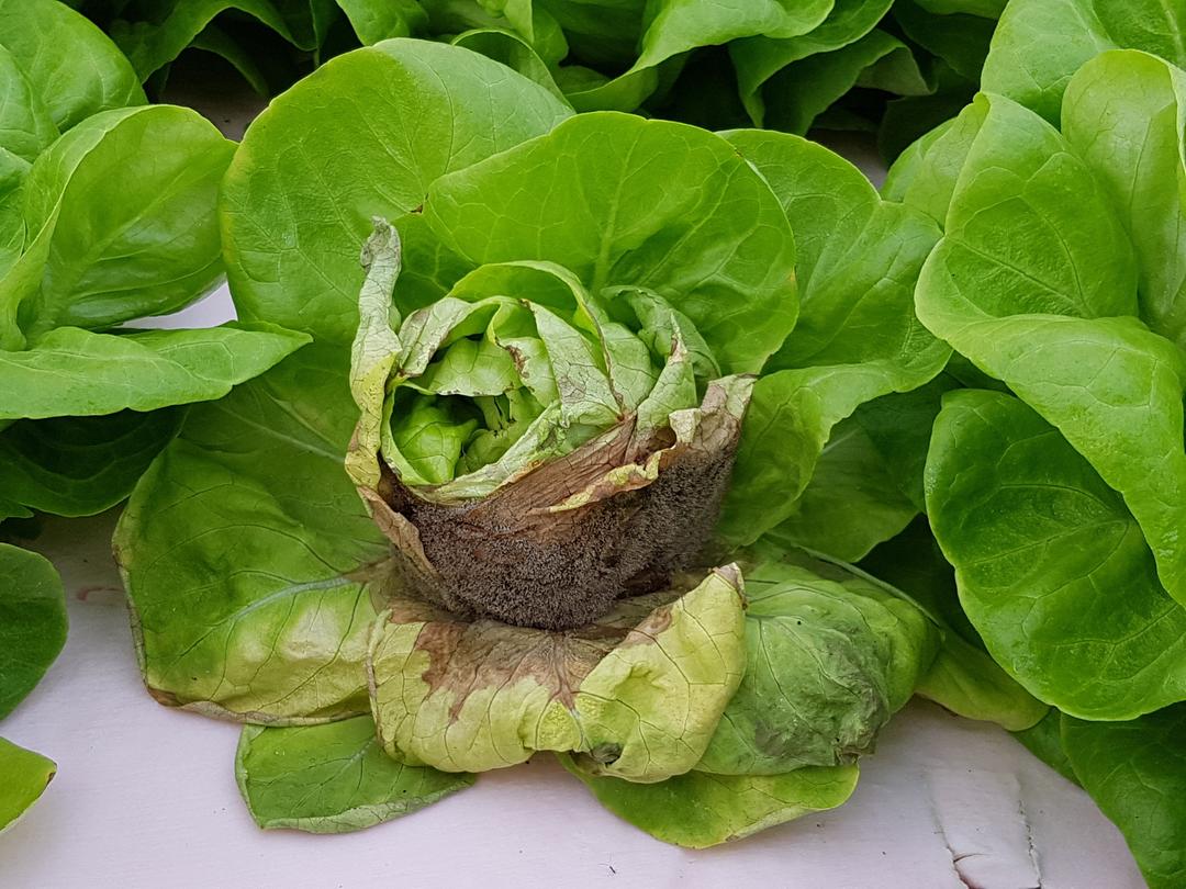 Understanding Lettuce Gray Mold: Complete Guide