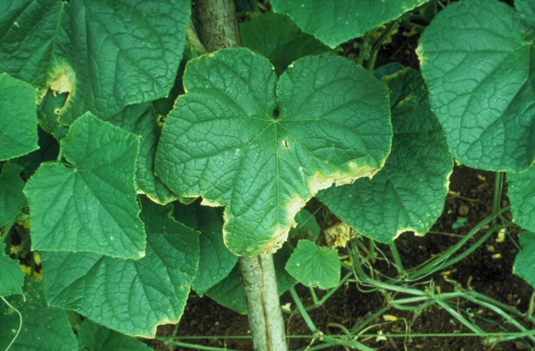 Cucumber Gummy Stem Blight: Prevention and Treatment Guide