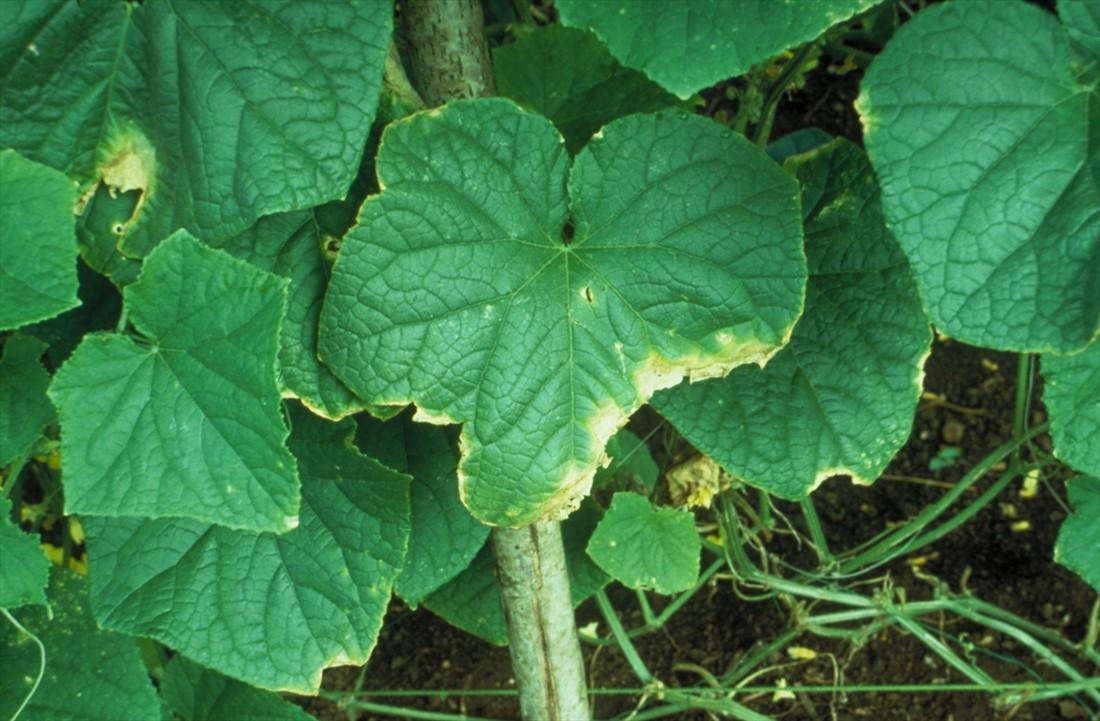 Cucumber Gummy Stem Blight: Prevention and Treatment Guide
