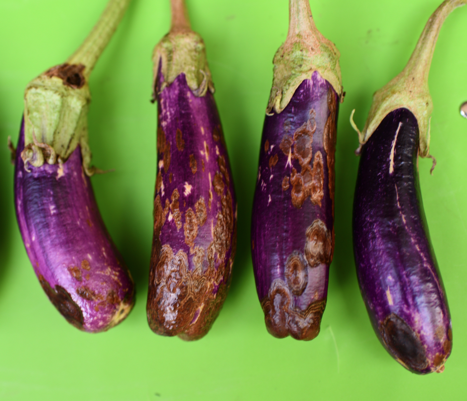 How to Identify and Control Eggplant Anthracnose - eggplant guide and tips by Plantlyze plant experts