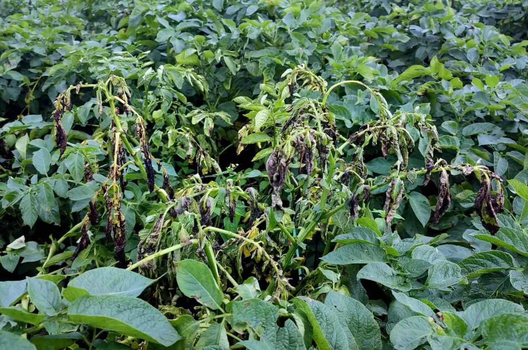 Potato Blight Prevention: Stopping Early and Late Blight