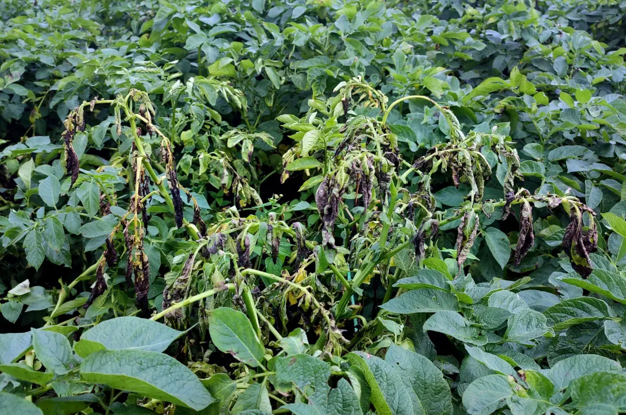 Potato Blight Prevention Stopping Early and Late Blight - Potato Blight Prevention guide and tips by Plantlyze plant experts