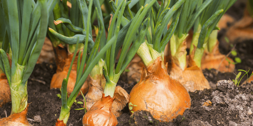 How to Grow Onions at Home: A Simple, Step by Step Guide