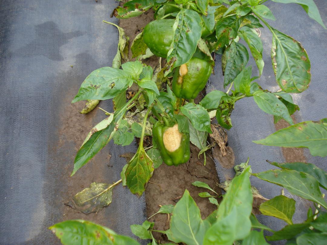 Pepper Early Blight: Symptoms, Prevention & Treatment Guide