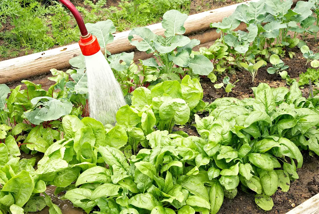 Spinach Companion Plants: What to Grow Next to Spinach