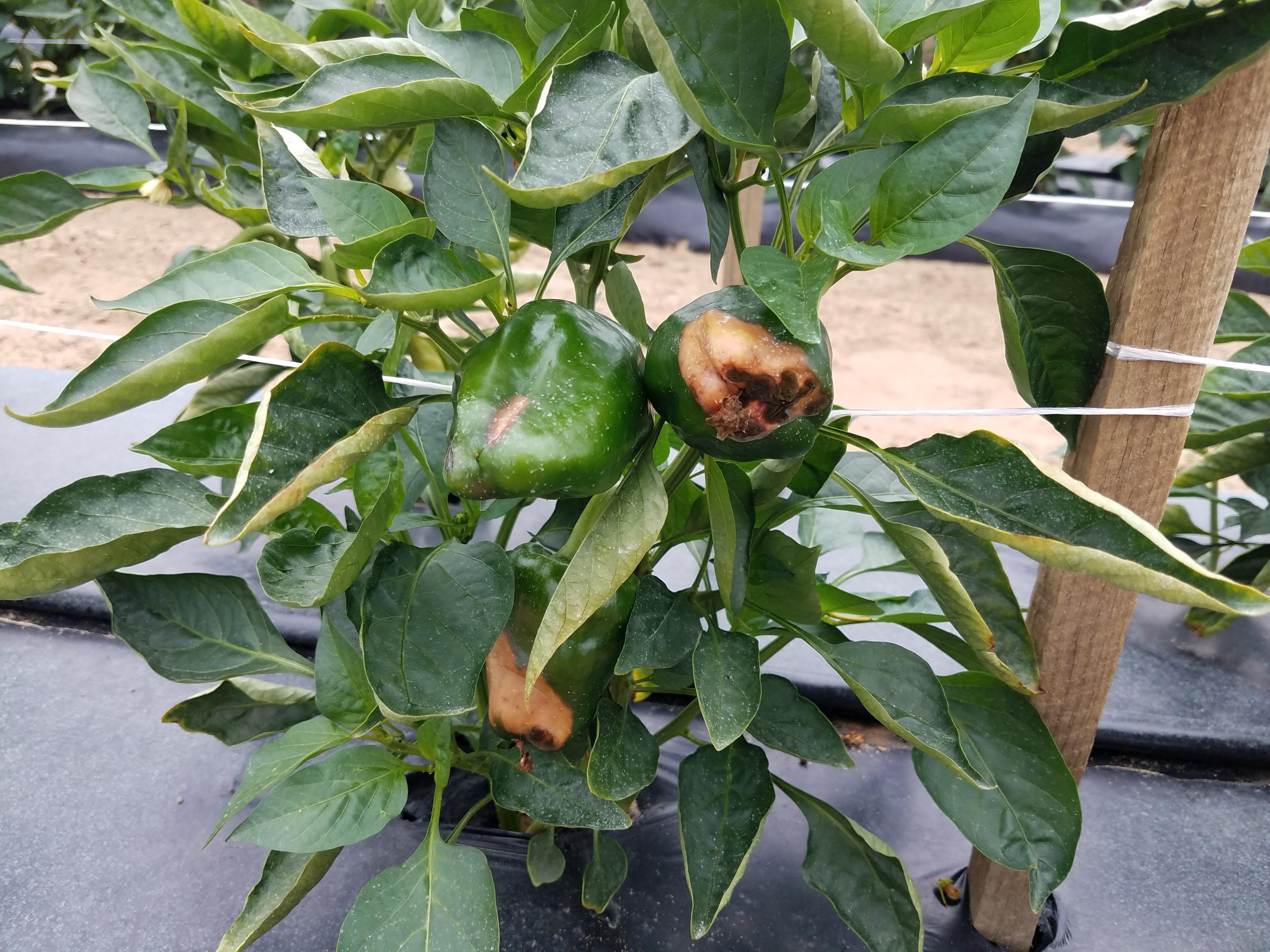 Pepper Blossom End Rot: Complete Treatment Guide