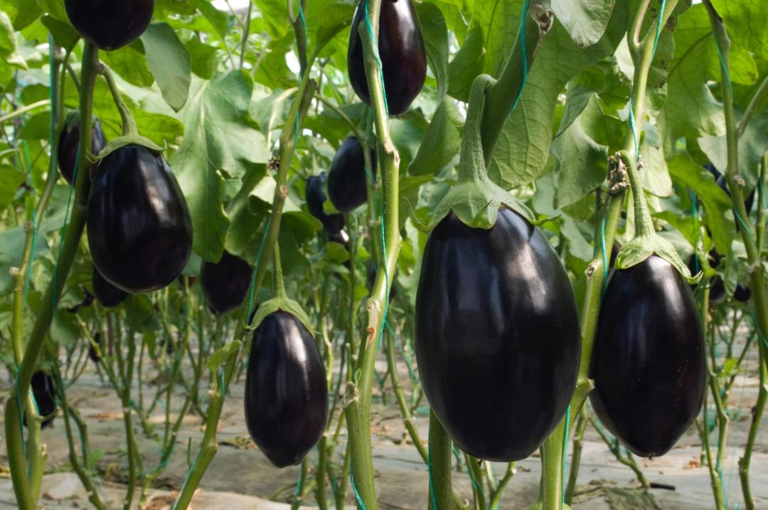  Complete Guide How to Grow Eggplant
