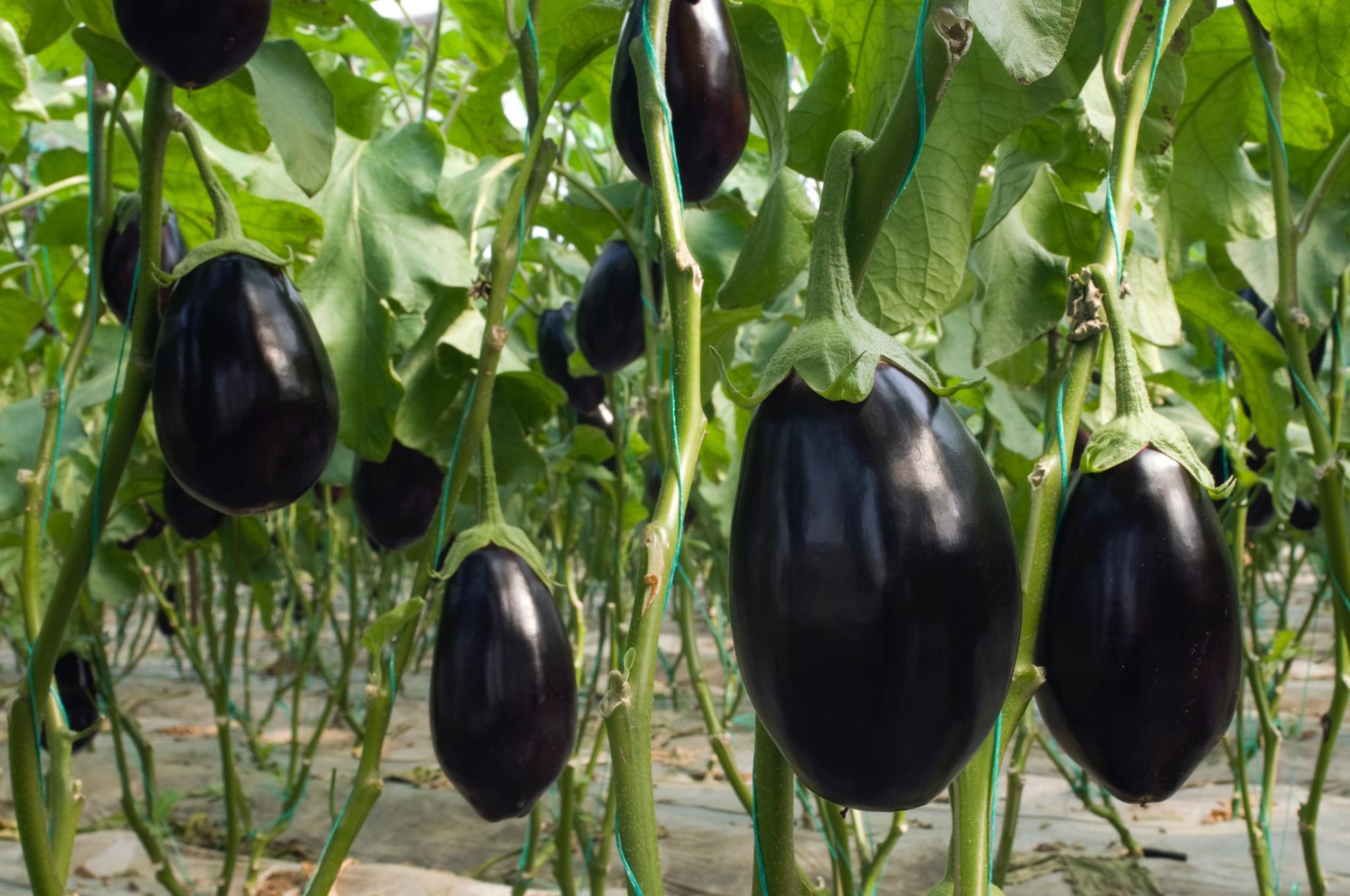 Complete Guide How to Grow Eggplant - Eggplant guide and tips by Plantlyze plant experts